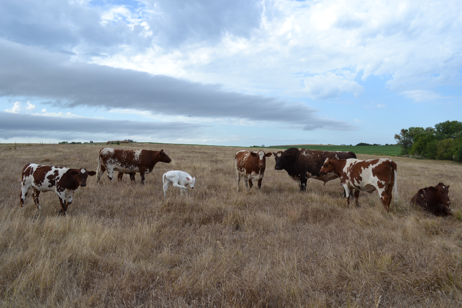 Rutt Farms Cattle